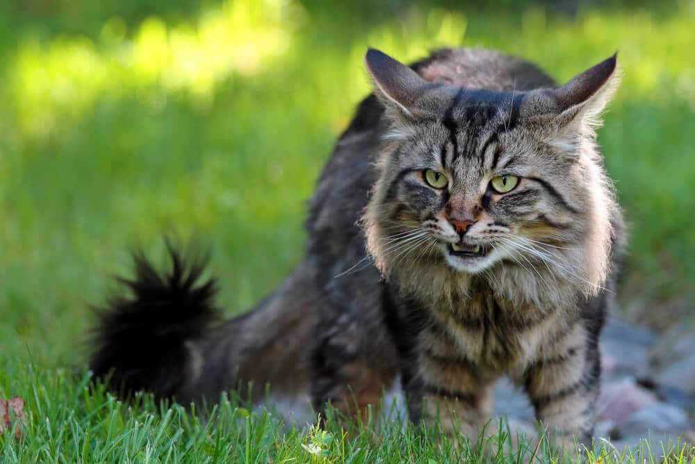 haben katzen einen geschmackssinn flehmen antwort