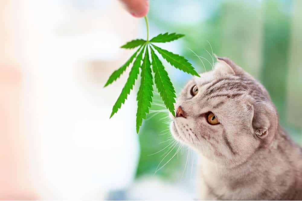 CBD Öl für Katzen Katze schnüffelt Cannabisblatt