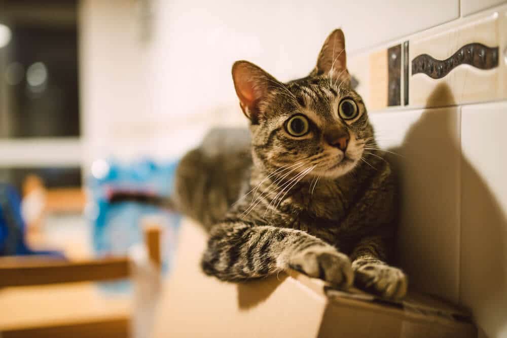 Ein anschauliches Bild, das das feline Hyperästhesie-Syndrom darstellt. Es zeigt eine Katze mit erhöhter Sensibilität, möglicherweise mit zu Berge stehendem Fell und Anzeichen von Unruhe oder Unwohlsein am Rücken.