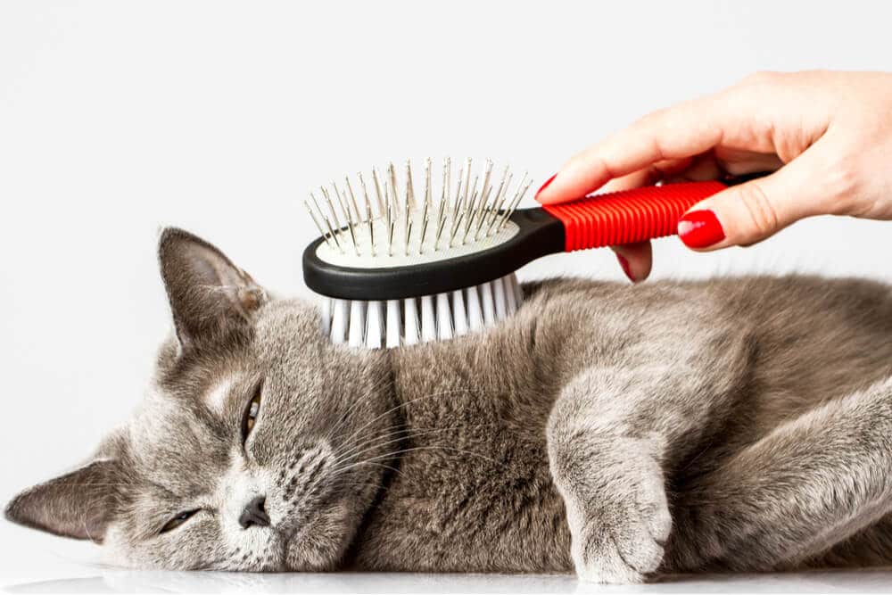 Entspannte Katze wird gebürstet, um Haarballen vorzubeugen