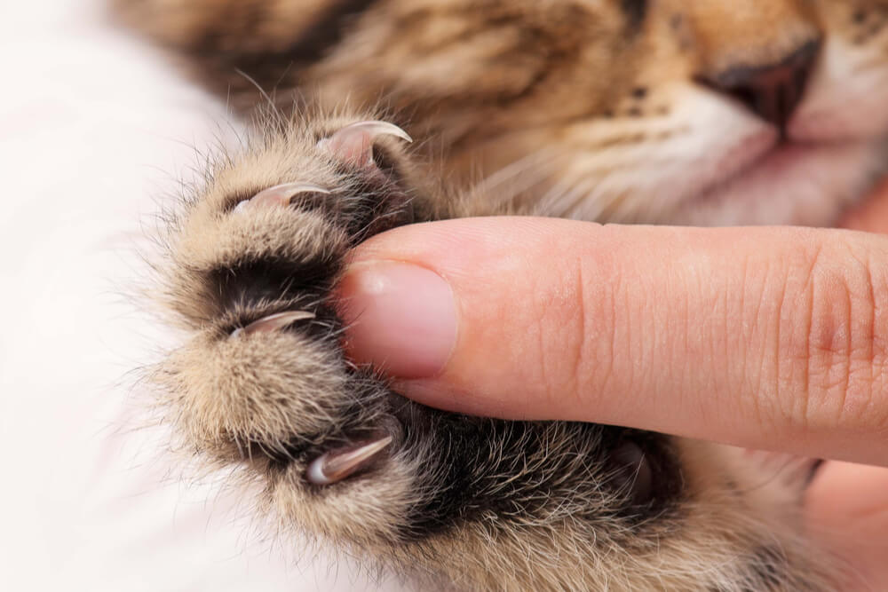 Nahaufnahme einer Kätzchenpfote mit einem menschlichen Finger als Kontrast