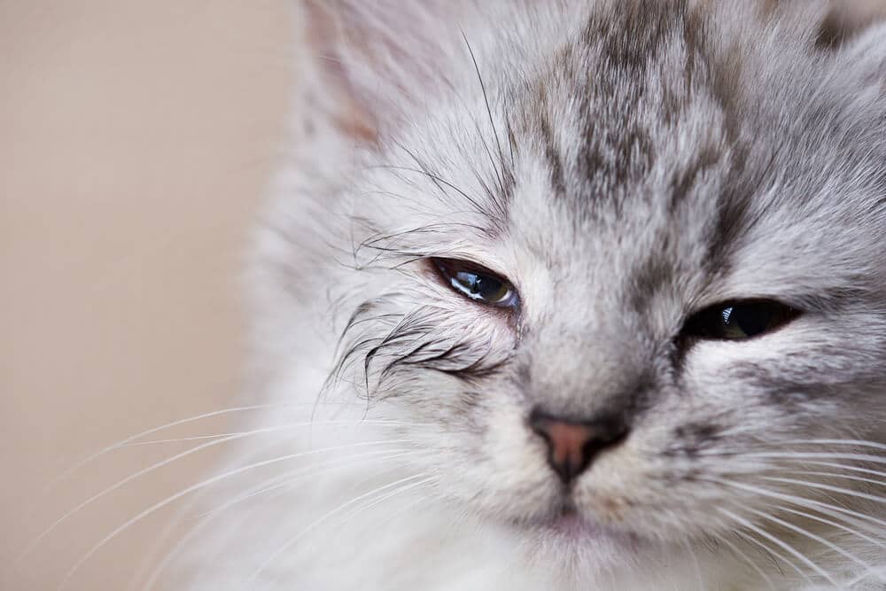 Junge Katze mit tränendem, infiziertem Auge