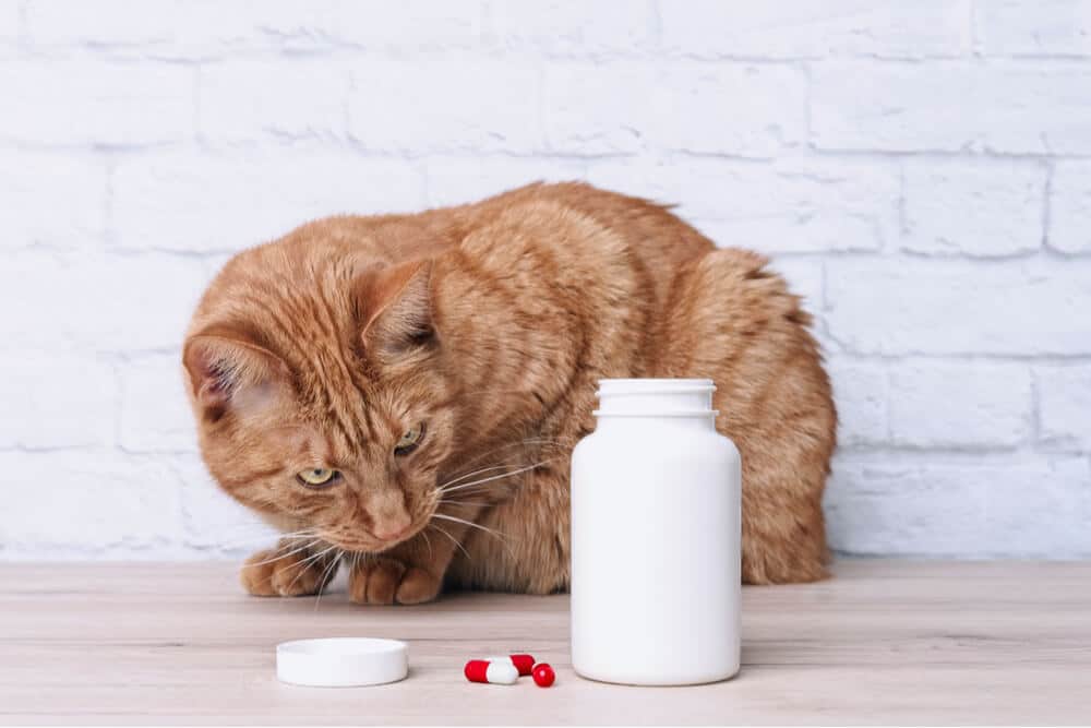 Tabletten gelten als häufige Ursache für Vergiftungen bei Katzen