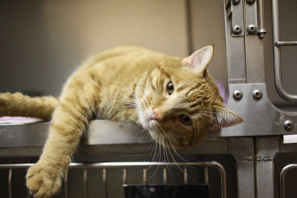 Orangefarbene Katze liegt im Käfig eines Tierarztes. Pankreatitis bei Katzen