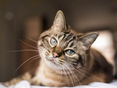 Brown tabby cat with blue eyes cat seizures