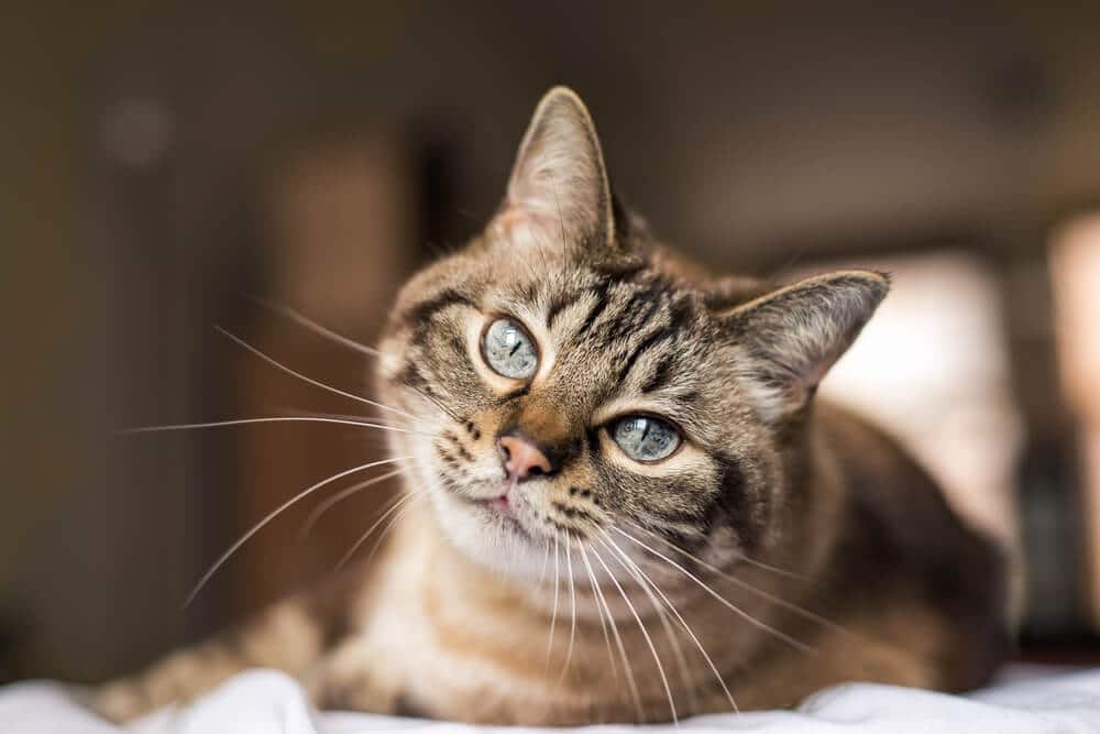 Bild, das eine Katze während eines Anfalls zeigt, die Anzeichen neurologischer Störungen und unkontrollierter Bewegungen aufweist.