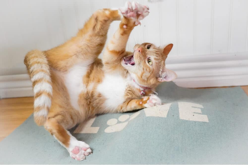 Katze auf Katzenminze rollt mit offenem Mund auf dem Boden