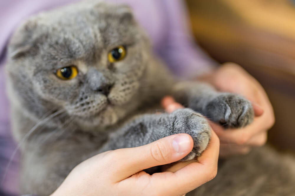 Graue Scottish Fold Katze mit Pfoten im Vordergrund