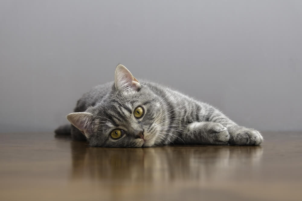 Feline AIDS vorgestellten Bild Katze auf dem Boden liegend