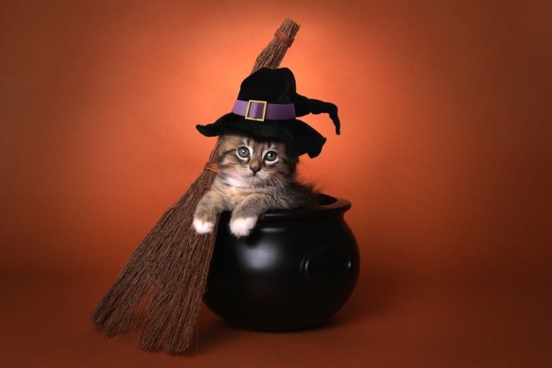 Kätzchen Halloween Katzennamen