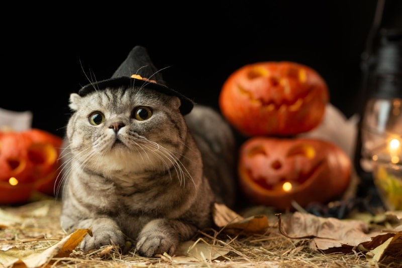 Halloween-Katze