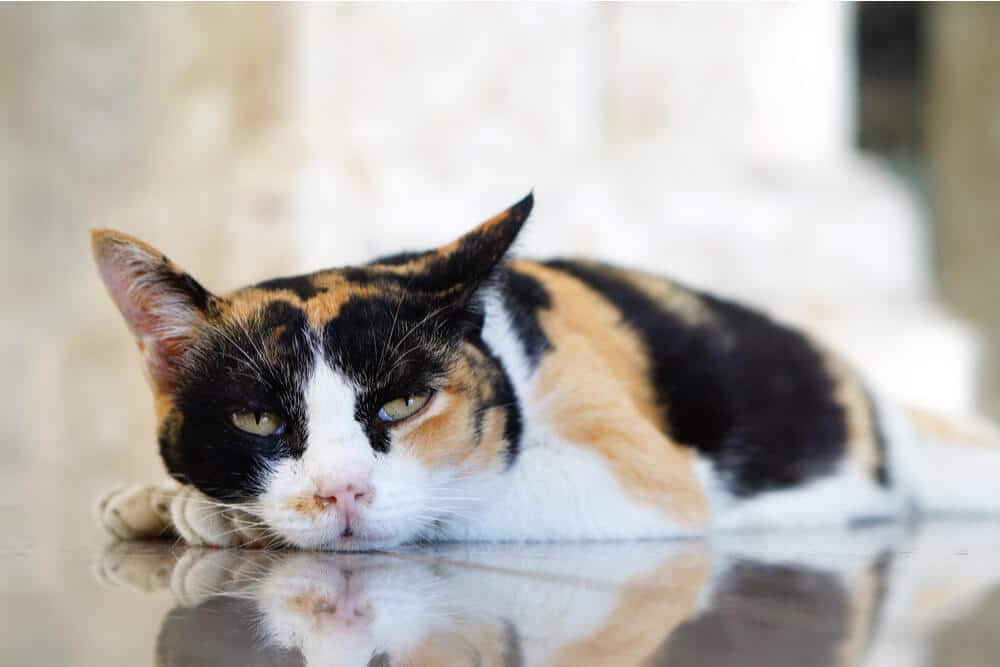 Bild zeigt eine lethargische Katze mit Felinem Immundefizienz-Virus (FIV). Es unterstreicht, wie wichtig es ist, diese Erkrankung zu verstehen und ihr entsprechende Pflege und Unterstützung zukommen zu lassen, um die Lebensqualität der Katze aufrechtzuerhalten.