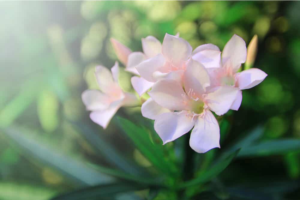 Blassrosa Oleanderblüten