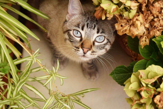 10 Giftige Pflanzen, vor denen Katzen vorsichtig sein sollten