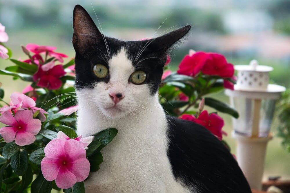 Schwarz-weiße Smokingkatze, umgeben von rosa und roten Blumen