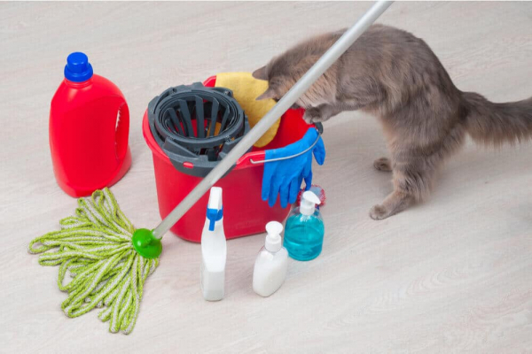 So erkennen Sie eine Vergiftung bei Katzen: Warnsignale & Symptome