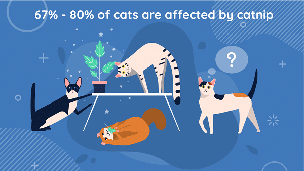 Illustration, wie Katzenminze auf Katzen wirkt