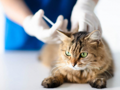 Cerenia for cats injection