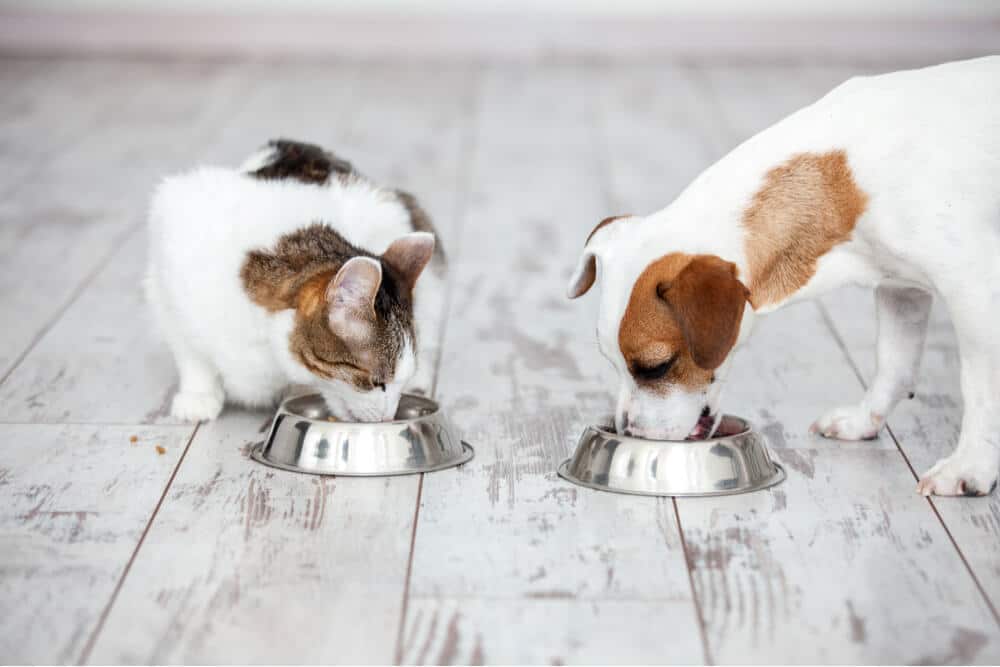 Bild einer Katze und eines Hundes, die friedlich nebeneinander aus unterschiedlichen Futternäpfen fressen. Ein harmonischer Moment des Zusammenlebens dieser Haustiere