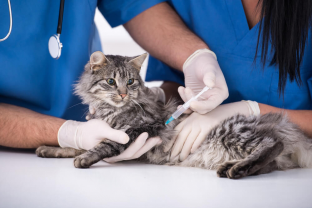 Tollwutimpfung für Katzen: Kosten, Nebenwirkungen und Wirksamkeit