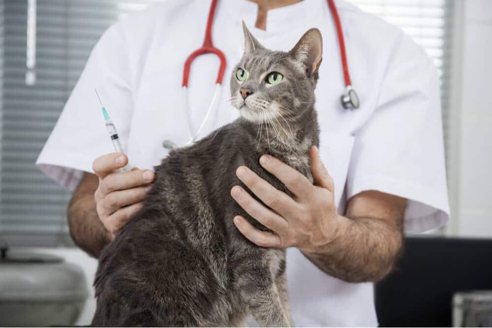 Funktion „Impfplan für Katzen“