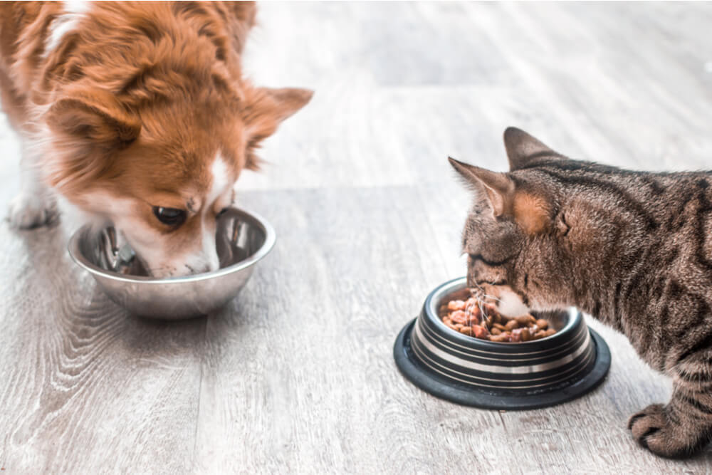 Bild, das eine herzerwärmende Szene zeigt, in der eine Katze und ein Hund zusammen essen