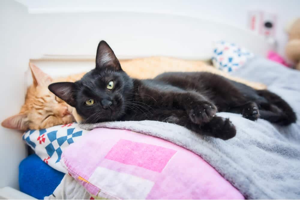 wie man Katzen hilft, miteinander auszukommen zwei Katzen liegen auf einem Bett