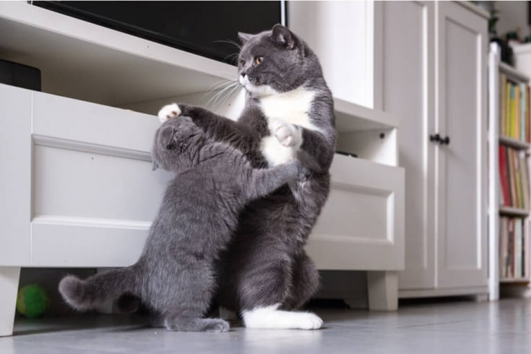 Wie Nennt Man Eine Weibliche Katze de.cats.com