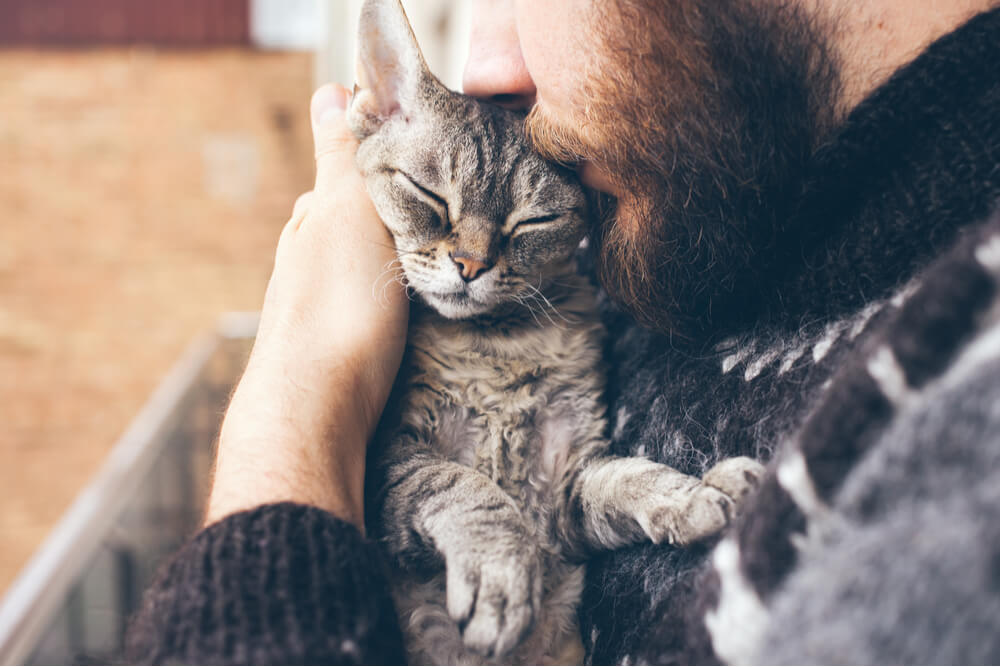 Wie man einer Katze eine Umarmung schenkt