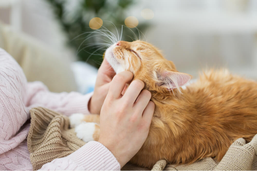 Das Bild zeigt die Schritte zum Aufbau einer starken Bindung zu einer Katze, während man lernt, wie man es der Katze ermöglicht, sich auf dem Schoß wohlzufühlen und ihr Zuneigung entgegenzubringen.