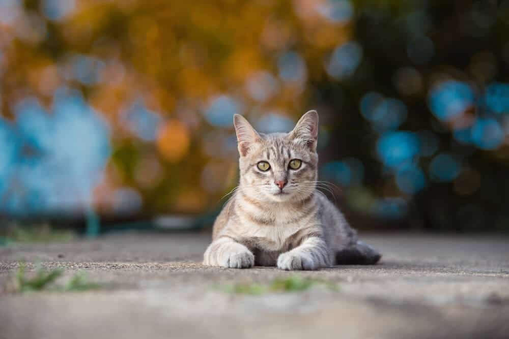 Freigängerkatze sitzt auf Bürgersteig