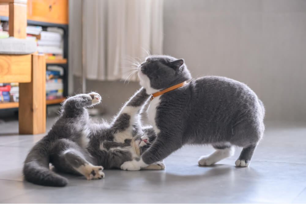 Ein Bild, das eine zufriedene Katze zeigt, die friedlich an einem sonnenbeschienenen Fenster liegt. Die entspannte Haltung und der heitere Gesichtsausdruck der Katze vermitteln ein Gefühl von Geborgenheit und Ruhe, während sie die Wärme und den Blick aus dem Fenster genießt.