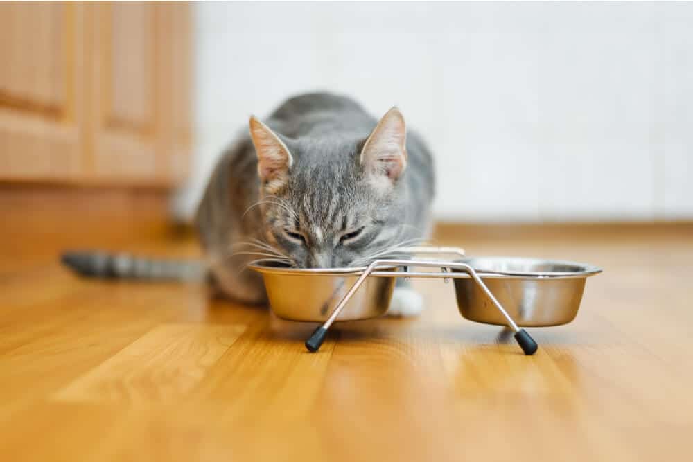 Schnurrhaar-Ermüdung – Beispiel einer Katze, die aus einem Napf frisst