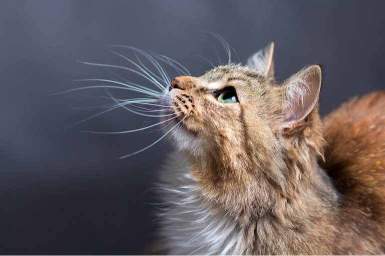 Wie Nennt Man Eine Weibliche Katze de.cats.com