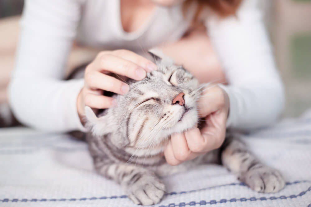 Person massiert den Kopf einer Katze