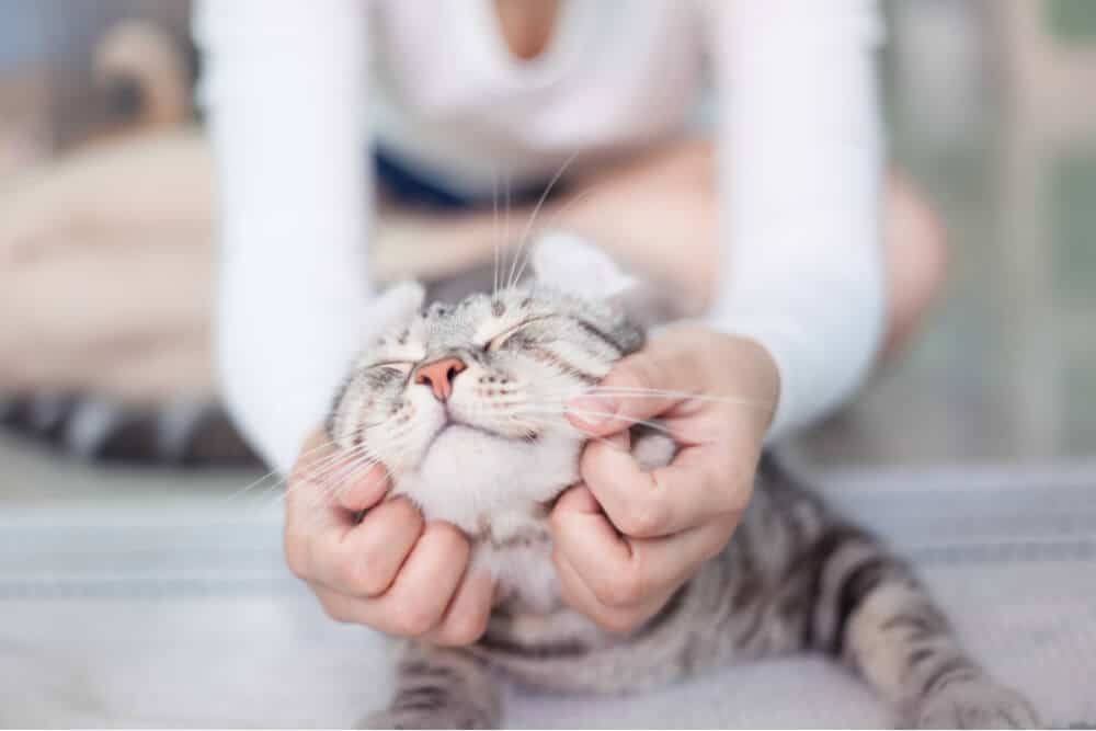 Das Bild zeigt einen fürsorglichen Besitzer, der sich um eine kranke Katze kümmert und ihr während des Genesungsprozesses Trost und Unterstützung bietet.