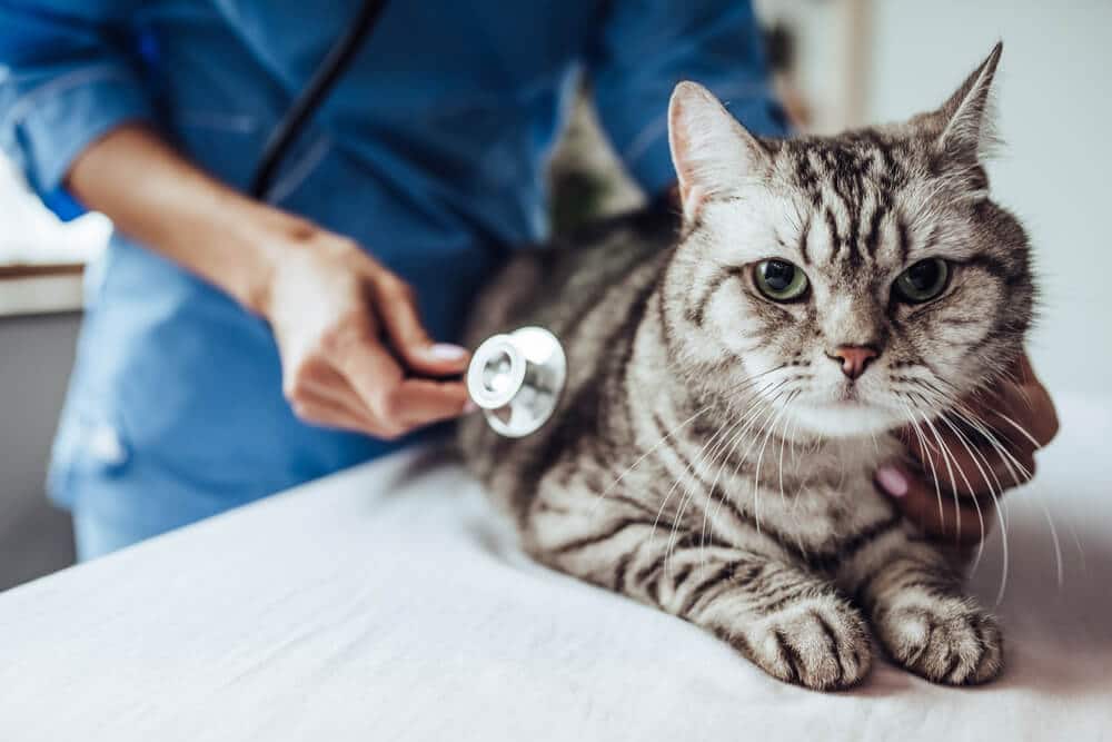 Was tun, wenn Ihre Katze anfängt zu husten?