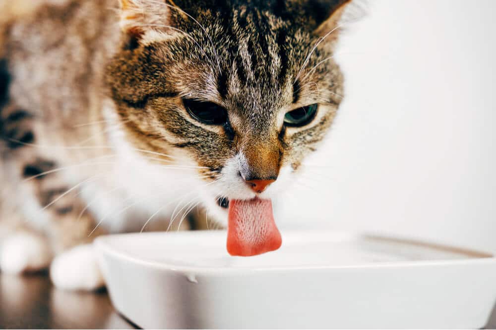 Bild einer Katze, die Wasser aus einer Schüssel trinkt.