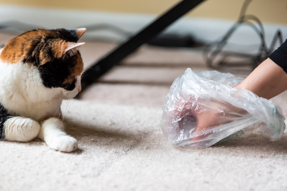 Katze erbricht Haarballen