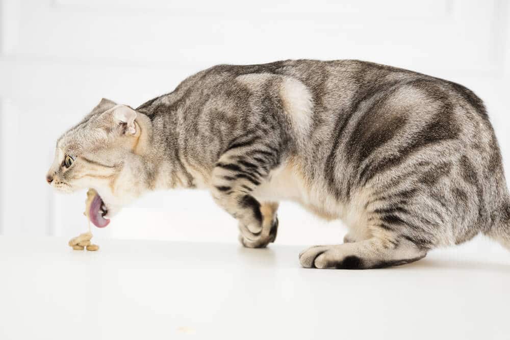 Ein Bild einer Katze, die sich gerade übergibt.