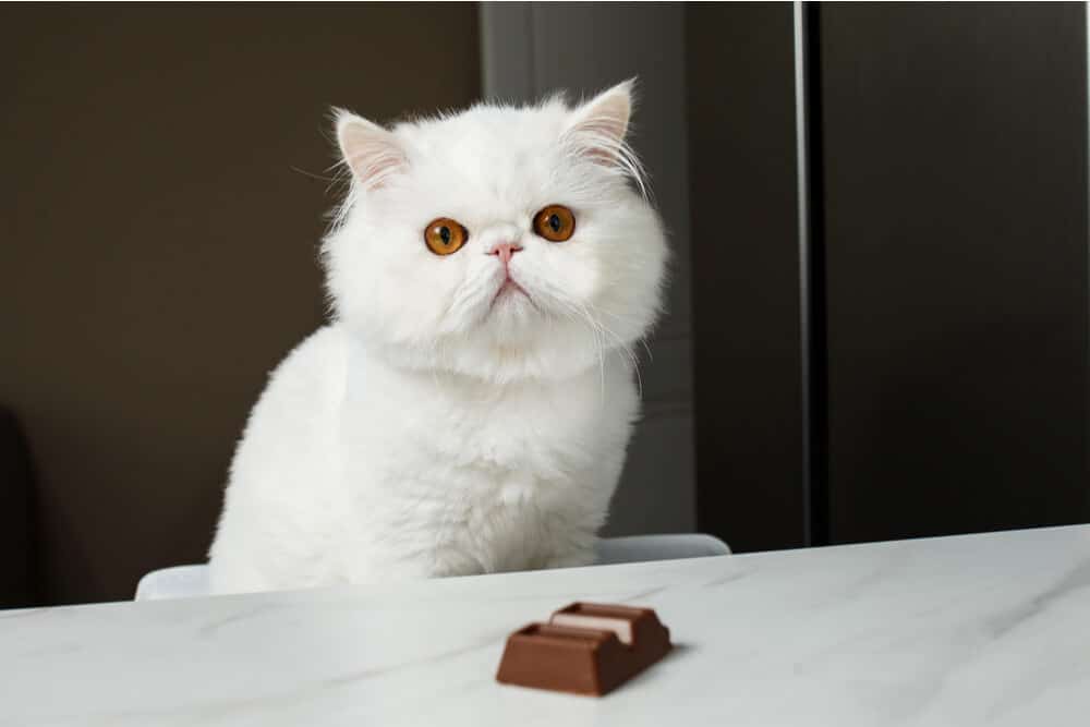 Bild, das eine Katze mit Schokolade zeigt und die Gefahren des Schokoladenkonsums für Katzen unterstreicht