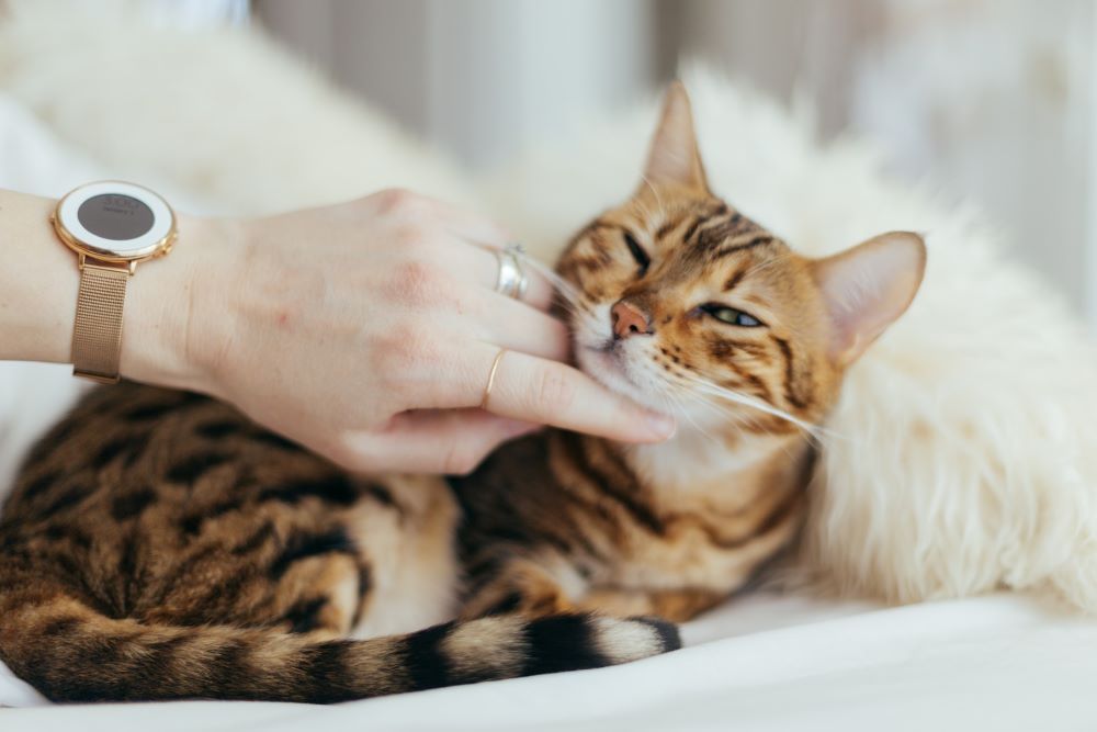 Person, die Katze streichelt, Ursachen für Haarausfall bei Katzen