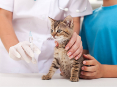 FVRCP Vaccine for Cats Featured Image