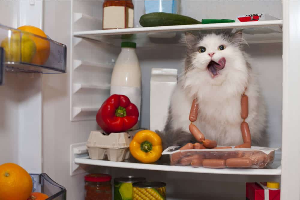 Katze im Kühlschrank, umgeben von potenziell giftigen Lebensmitteln für Katzen