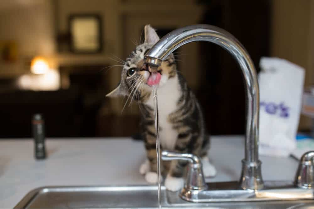 Neugierige Katze an einem Wassernapf, die mehr Wasser trinkt als sonst. Der aufmerksame Gesichtsausdruck und der gesenkte Kopf der Katze zeigen ihr gesteigertes Interesse an der Wasserquelle.