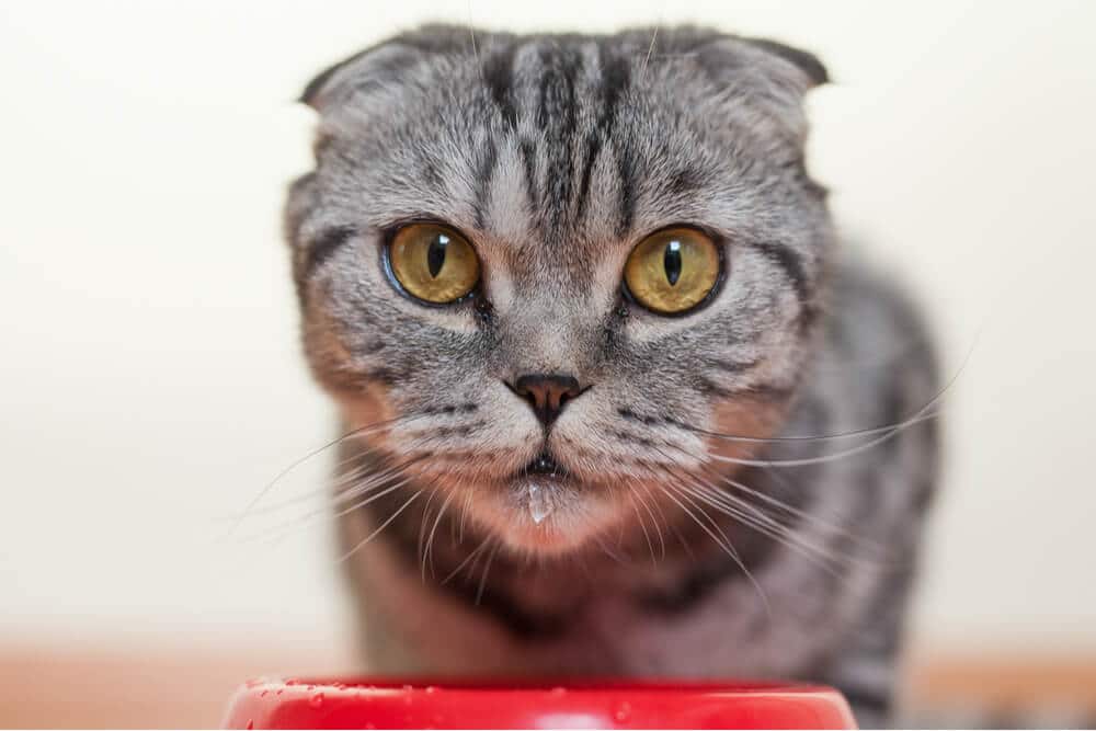 Aufmerksame Katze trinkt Wasser aus einer Schüssel und zeigt damit erhöhten Durst. Die konzentrierte Haltung der Katze und das Trinken lassen auf eine erhöhte Wasseraufnahme schließen.