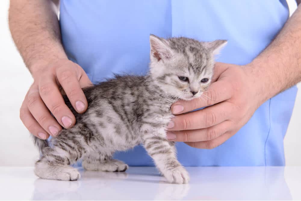 Staupe-Foto eines Kätzchens beim Tierarzt