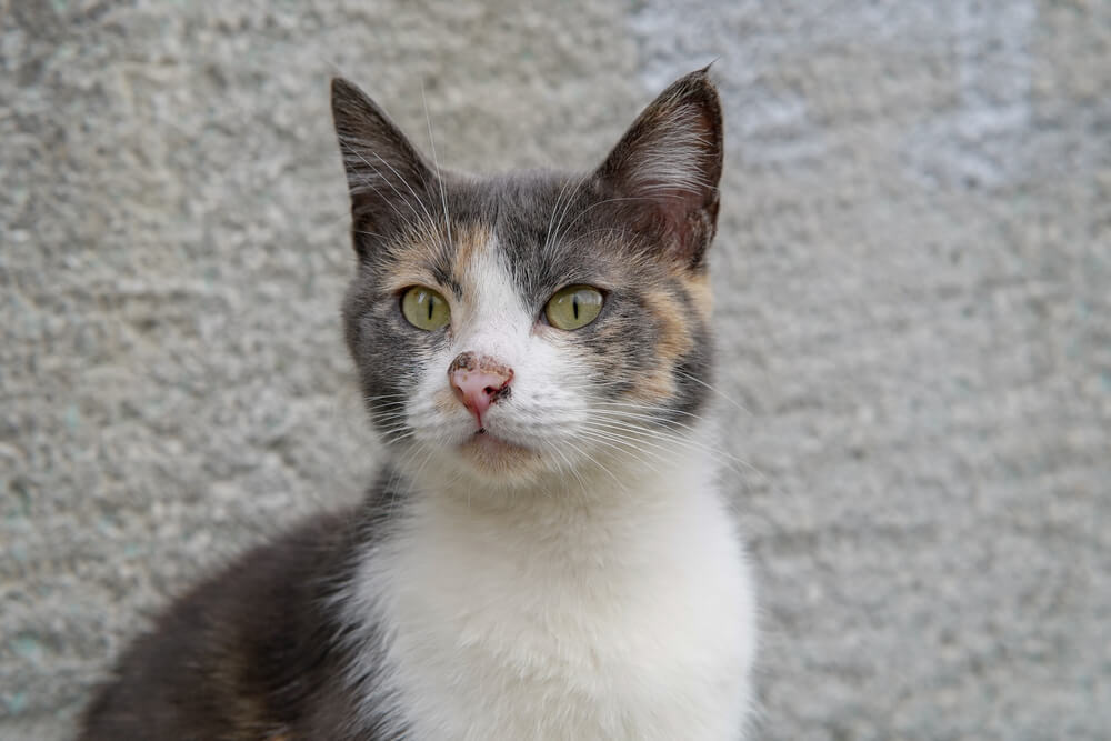 Katze mit entzündeter Nase