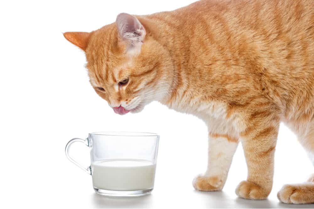 Ein lehrreiches Bild zur Frage, ob Katzen Milch trinken können.