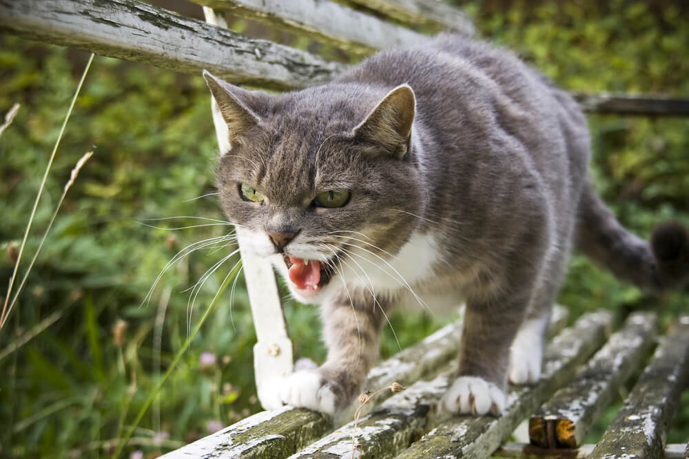 Katze faucht im Freien